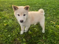 Tanner, a male Shiba Inu for sale in Stanley, NY – 4 of 7