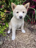 Poppy , a female Shiba Inu for sale in Stanley, NY – 5 of 10