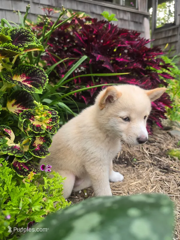 Poppy  – Shiba Inu puppy for sale in Stanley, NY