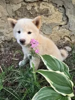 Lavender , a female Shiba Inu for sale in Stanley, NY – 4 of 6