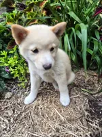 Poppy , a female Shiba Inu for sale in Stanley, NY – 9 of 10