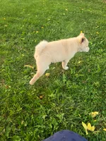 Tanner, a male Shiba Inu for sale in Stanley, NY – 2 of 7