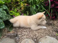 Poppy , a female Shiba Inu for sale in Stanley, NY – 3 of 10