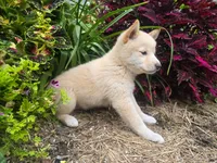 Poppy , a female Shiba Inu for sale in Stanley, NY – 8 of 10