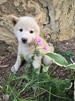 Lavender , a female Shiba Inu for sale in Stanley, NY – 3 of 6