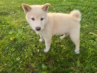 Tanner, a male Shiba Inu for sale in Stanley, NY – 5 of 7