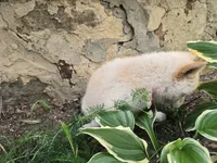Lavender , a female Shiba Inu for sale in Stanley, NY – 6 of 6