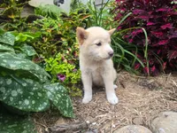 Poppy , a female Shiba Inu for sale in Stanley, NY – 6 of 10