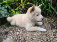 Poppy , a female Shiba Inu for sale in Stanley, NY – 2 of 10