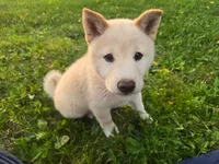 Tanner, a male Shiba Inu for sale in Stanley, NY – 6 of 7