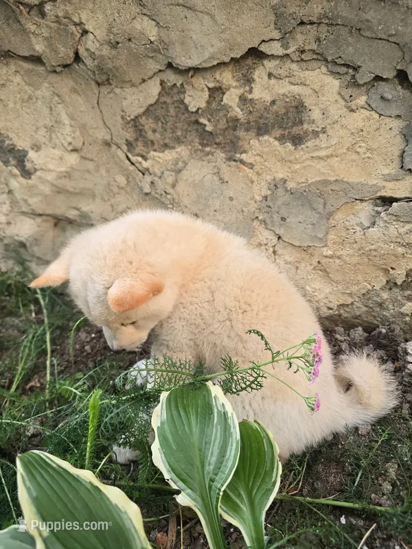 Lavender  – Shiba Inu puppy for sale in Stanley, NY