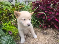 Poppy , a female Shiba Inu for sale in Stanley, NY – 7 of 10