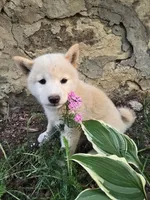 Lavender , a female Shiba Inu for sale in Stanley, NY – 2 of 6