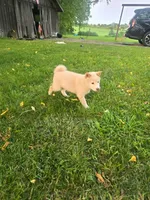 Tanner, a male Shiba Inu for sale in Stanley, NY – 7 of 7