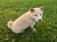Tanner, a male Shiba Inu for sale in Stanley, NY – 3 of 7