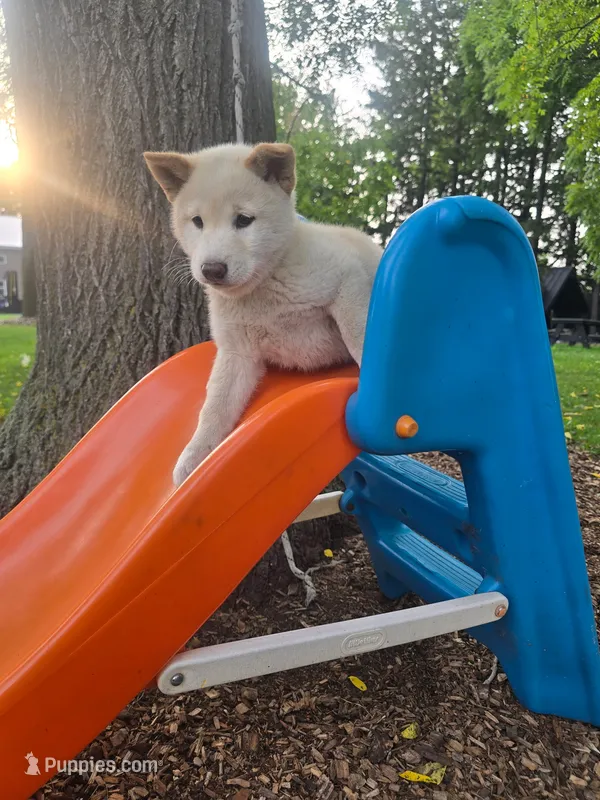 Tanner – Shiba Inu puppy for sale in Stanley, NY
