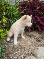Poppy , a female Shiba Inu for sale in Stanley, NY – 10 of 10