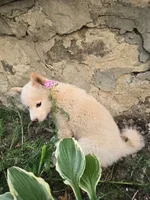Lavender , a female Shiba Inu for sale in Stanley, NY – 5 of 6