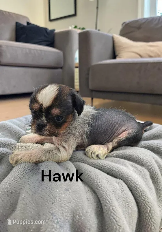 Hawk – American Hairless Terrier, Chinese Crested puppy for sale in Bismarck, ND