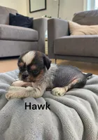 Hawk, a male American Hairless Terrier and Chinese Crested for sale in Bismarck, ND – 1 of 1
