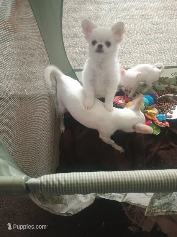 Oj – Chihuahua puppy for sale in Bismarck, ND