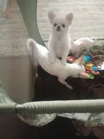 Oj, a male Chihuahua for sale in Bismarck, ND – 1 of 1