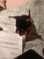 Mano, a male Chihuahua for sale in Bismarck, ND – Photo 3 of 4