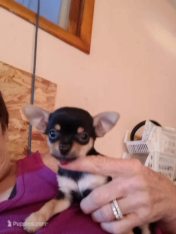 Mano, a male Chihuahua for sale in Bismarck, ND – Photo 1 of 4