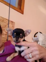 Mano, a male Chihuahua for sale in Bismarck, ND – Photo 1 of 4