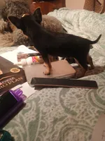 Mano, a male Chihuahua for sale in Bismarck, ND – Photo 2 of 4