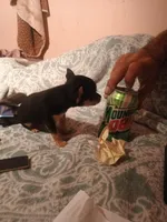 Mano, a male Chihuahua for sale in Bismarck, ND – Photo 4 of 4