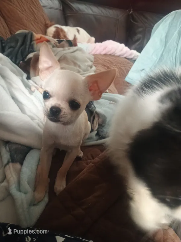 Marmut, a male Chihuahua for sale in Bismarck, ND – 1 of 2