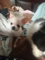Marmut, a male Chihuahua for sale in Bismarck, ND – 1 of 2