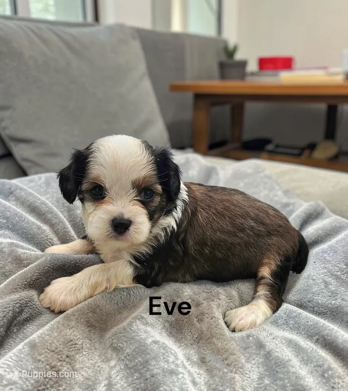 Eve – American Hairless Terrier, Chinese Crested puppy for sale in Bismarck, ND