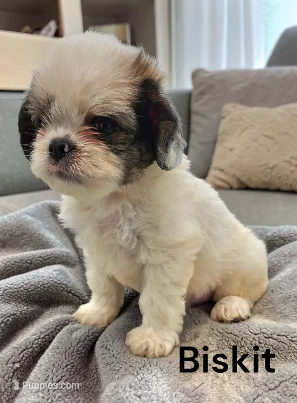 Bisket – Chinese Crested, Poodle - Miniature  puppy for sale in Bismarck, ND