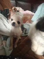 Marmut, a male Chihuahua for sale in Bismarck, ND – 2 of 2