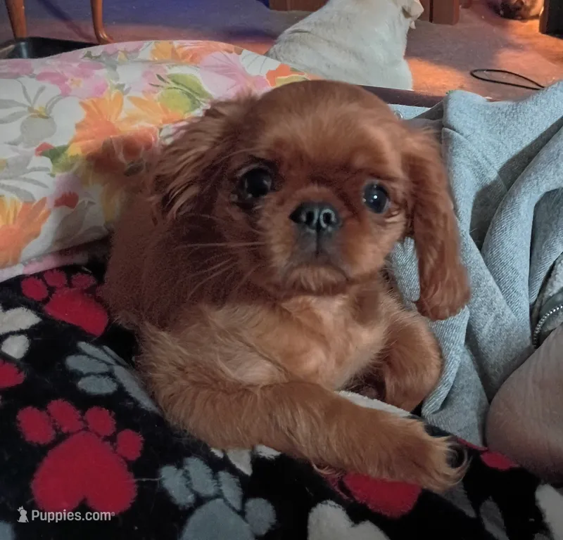 Etta – English Toy Spaniel puppy for sale in Bismarck, ND