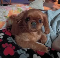 Etta, a female English Toy Spaniel for sale in Bismarck, ND – 1 of 1