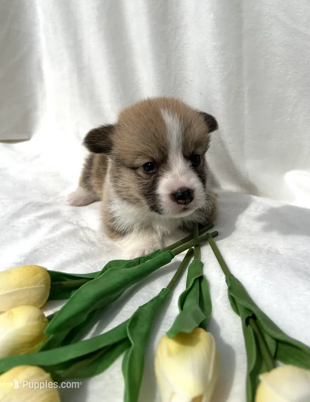 Dark Green Collar – Pembroke Welsh Corgi puppy for sale in Dinwiddie, VA