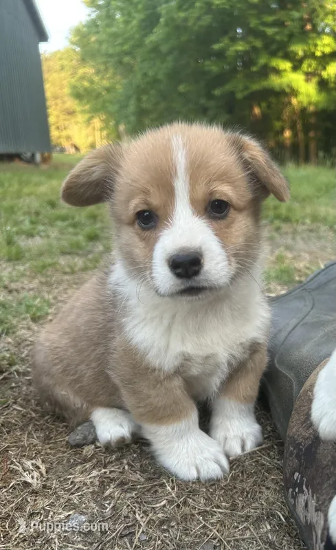 Dark Green Collar – Pembroke Welsh Corgi puppy for sale in Dinwiddie, VA