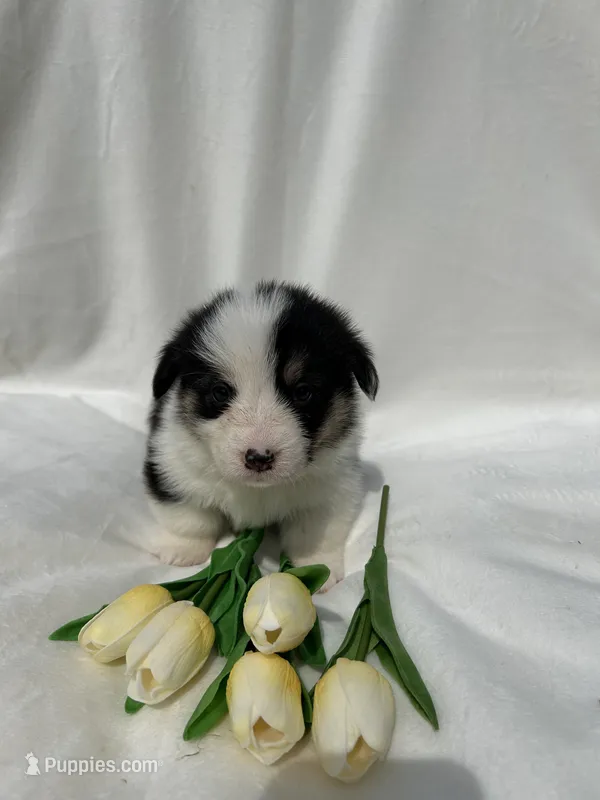 Orange Collar – Pembroke Welsh Corgi puppy for sale in Dinwiddie, VA