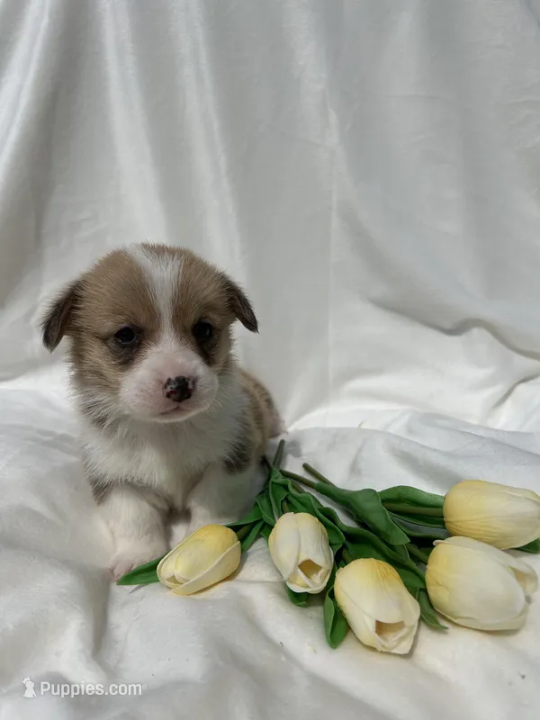 Gray Collar – Pembroke Welsh Corgi puppy for sale in Dinwiddie, VA