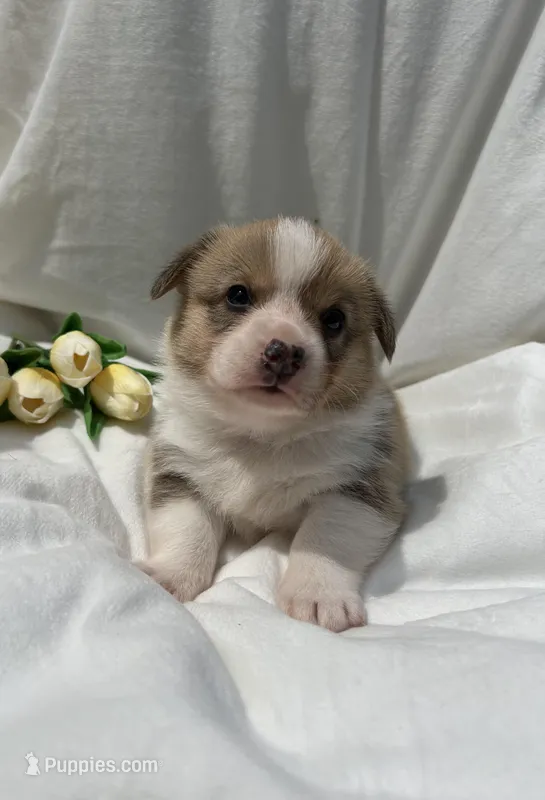 Yellow Collar – Pembroke Welsh Corgi puppy for sale in Dinwiddie, VA