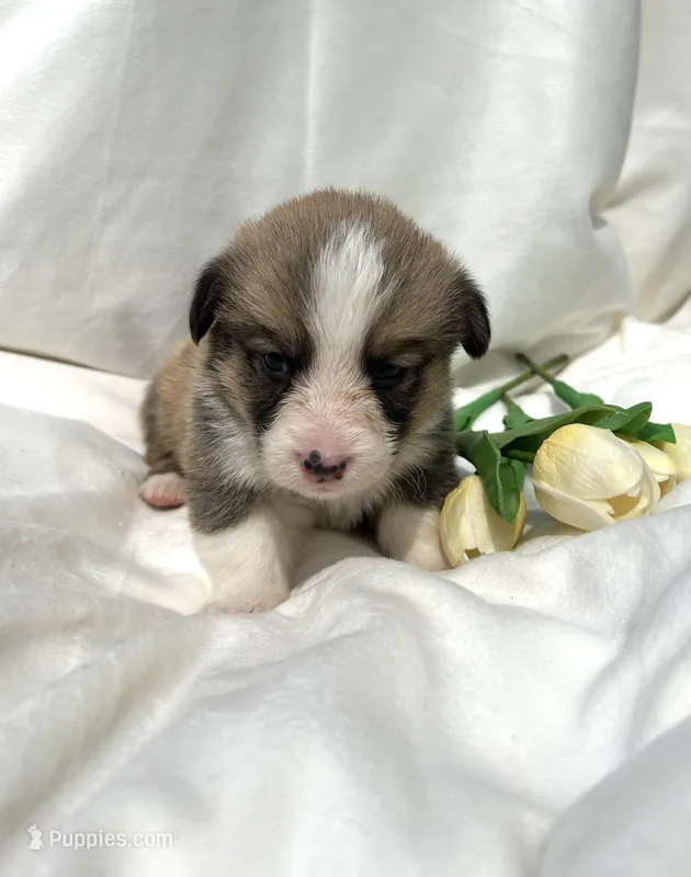 Light Blue Collar – Pembroke Welsh Corgi puppy for sale in Dinwiddie, VA