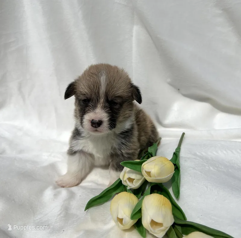 Dark Blue Collar – Pembroke Welsh Corgi puppy for sale in Dinwiddie, VA