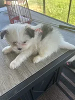 Hachi (orange collar), a male Pomeranian and Shih Tzu for sale in Cave Junction, OR – 4 of 5