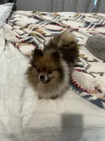 Sadie , a female Pomeranian for sale in Cave Junction, OR – 3 of 5