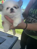 Prancher (blue collar), a male Pomeranian and Shih Tzu for sale in Cave Junction, OR – 2 of 5