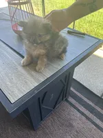 Dexter (Purple Collar), a male Pomeranian and Shih Tzu for sale in Cave Junction, OR – 2 of 4