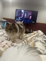 Sadie , a female Pomeranian for sale in Cave Junction, OR – 2 of 5